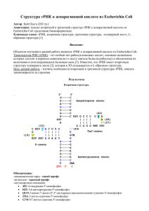 Структура тРНК к аспарагиновой кислоте из Escherichia Coli