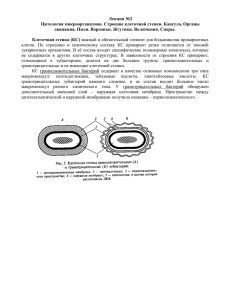 2_Цитология микроорганизмов. Строение клеточной стенки