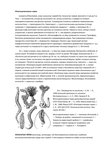 Многощетинковые черви полихеты (Polychaeta), класс кольчатых
