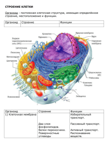 СТРОЕНИЕ КЛЕТКИ  Органоид - постоянная клеточная структура, имеющая определённое