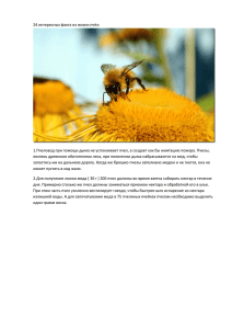 24 интересных факта из жизни пчёл