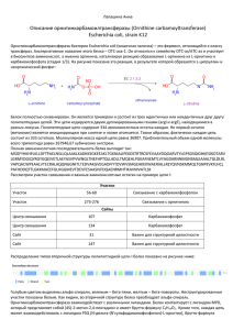 Описание орнитинкарбамоилтрансферазы (Ornithine carbamoyltransferase) Escherichia coli, strain K12