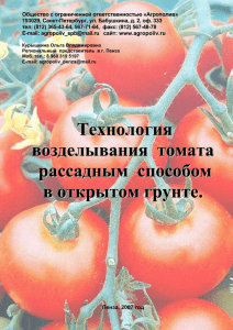 Технология возделывания томата рассадным