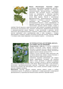 Пижма обыкновенная Tanacetum vulgare