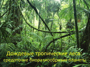 Дождевые тропические леса: средоточие биоразнообразия