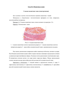 Тема № 3 Мышечные ткани Гладкая мышечная ткань