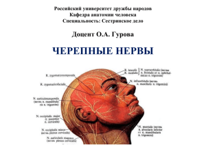 черепные нервы - Учебный портал Российского университета