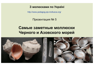Самые заметные моллюски Черного и Азовского морей