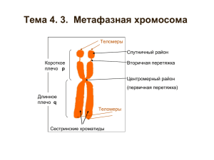 Тема 4. 3.  Метафазная хромосома