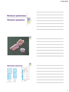 Половой хроматин Половые хромосомы