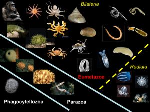 Phagocytellozoa Parazoa Eumetazoa Bilateria