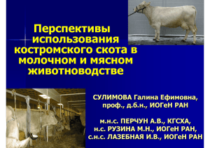 Перспективы использования костромского скота в молочном и