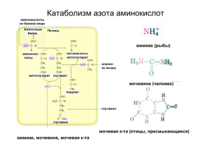 Катаболизм азота аминокислот