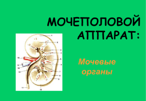 Мочеполовой аппарат (мочевые органы)