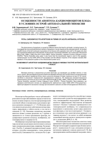 особенности апоптоза кардиомиоцитов плода в условиях острой