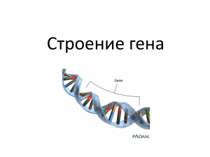 Строение гена