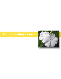Catharanthus (Vinca) F1