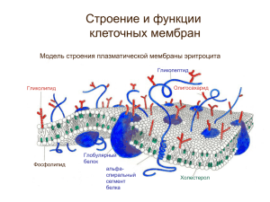 клеточных мембран Модель строения плазматической мембраны эритроцита Фосфолипид