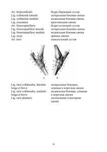 Art. femorotibialis бедро-берцовый сустав Lig. collaterale laterale