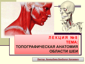 Лекция № 8. Топографическая анатомия шеи