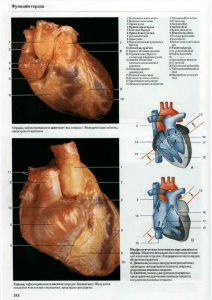 Функции сердца