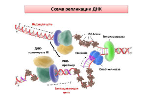 Схема репликации ДНК