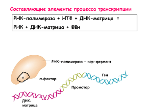 Составляющие элементы процесса транскрипции РНК