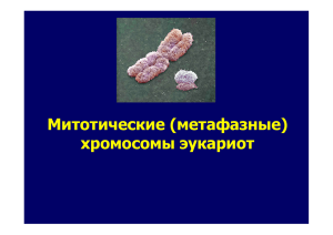 ( метафазные ) хромосомы эукариот