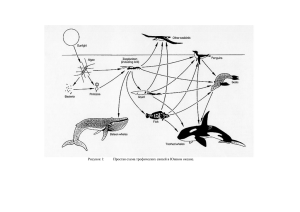 Рисунок 1: Простая схема трофических связей в Южном океане.