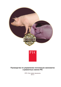 Руководство по управлению поголовьем свиноматок и