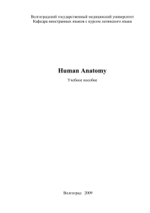 Human Anatomy - Волгоградский государственный медицинский