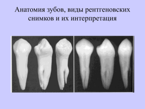 Анатомия зубов, виды рентгеновских снимков и их интерпретация