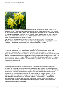 Хохлатка желтая (Corydalis lutea)