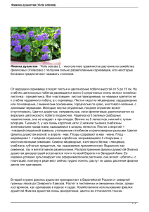 Фиалка душистая (Viola odorata)