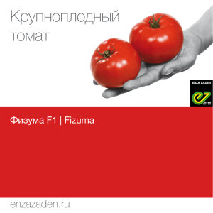 Крупноплодный томат