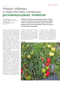 розовоплодных томатов