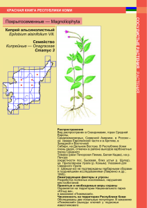 Покрытосеменные — Magnoliophyta Кипрей альсинолистный Семейство Epilobium alsinifolium Vill.
