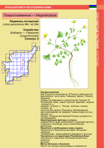 Покрытосеменные — Magnoliophyta Лядвенец печорский Семейство Lotus peczoricus Min. et Ulle