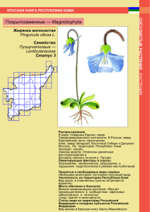 Покрытосеменные — Magnoliophyta Жирянка волосистая Семейство Pinguicula villosa L.