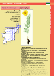 Покрытосеменные — Magnoliophyta Адонис сибирский Семейство Adonis sibirica Patrin ex