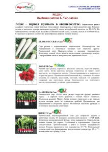 Редис – первая прибыль в овощеводстве.