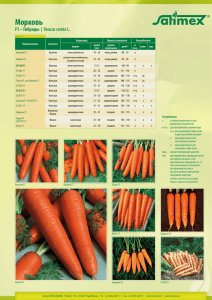 Корнеплоды (морковь, свекла столовая, репа, пастернак, брюква