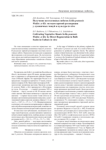Scilla pratensis in vitro Waldst. et Kit. Получение вегетативных побегов...
