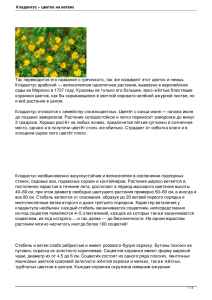 Кладантус – цветок на ветвях