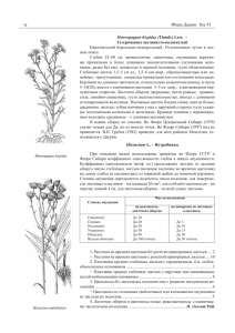 Hieracium L. – Ястребинка