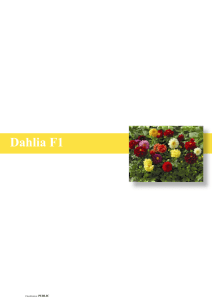 Dahlia F1