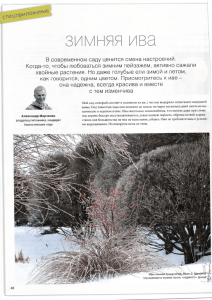 зимняя ива - Русский Парк Водных Садов Питомник растений