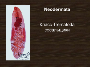 Класс Trematoda сосальщики Neodermata
