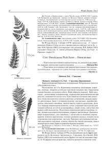 Onocleaceae