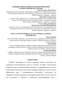 ВЛИЯНИЕ ГИПОТЕРМИИ НА РЕМОДЕЛИРОВАНИЕ ТРАБЕКУЛЯРНОЙ КОСТИ КРЫС Пошелок Денис Михайлович